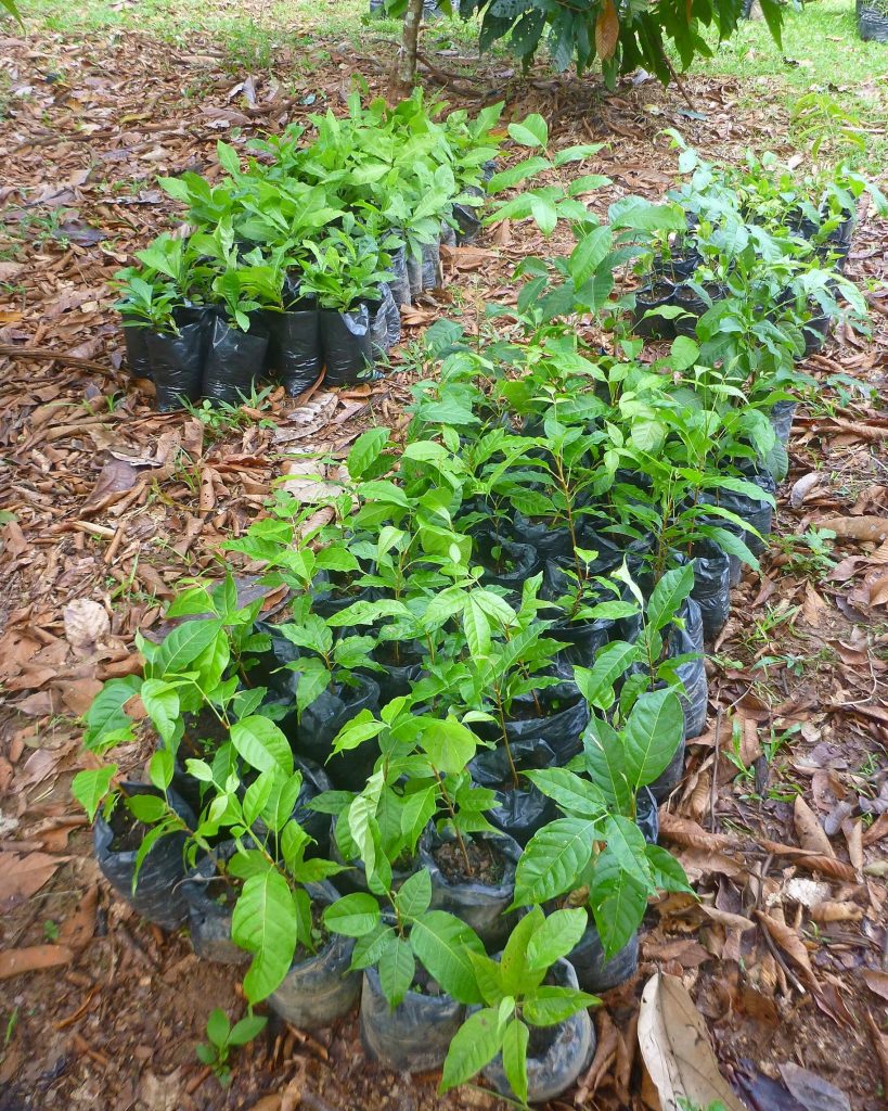 Project Proyecto Amazonas - Trees 4 Humanity